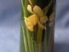 £66 Watcombe Daffodil Vase Sep\'11